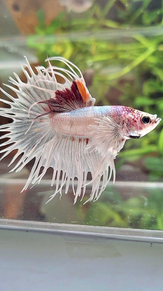 CROWNTAIL DUMBO EAR WHITE RED MULTICOLOR BETTA FISH