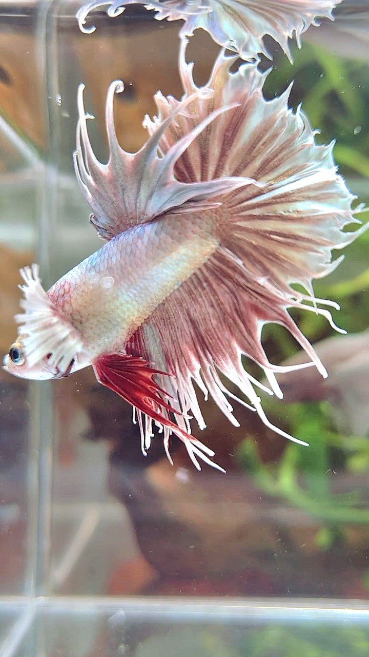 CROWNTAIL SUPER DUMBO EAR ROSEGOLD BETTA FISH