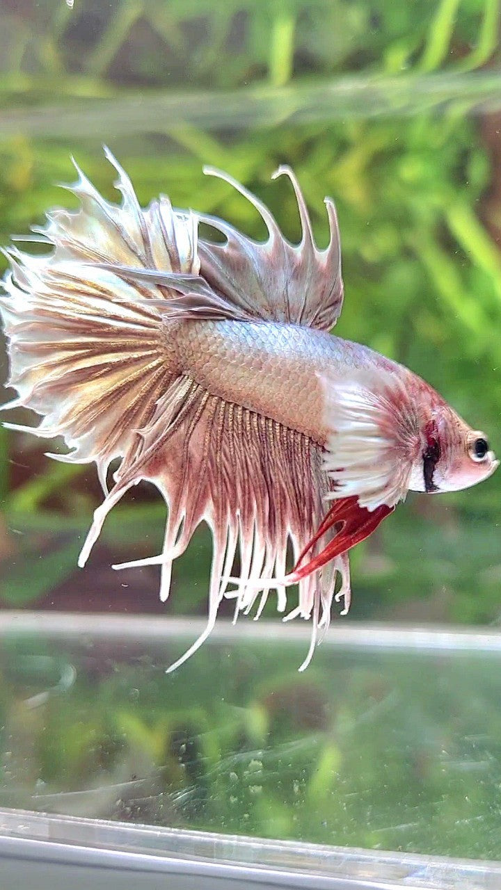 CROWNTAIL SUPER DUMBO EAR ROSEGOLD BETTA FISH