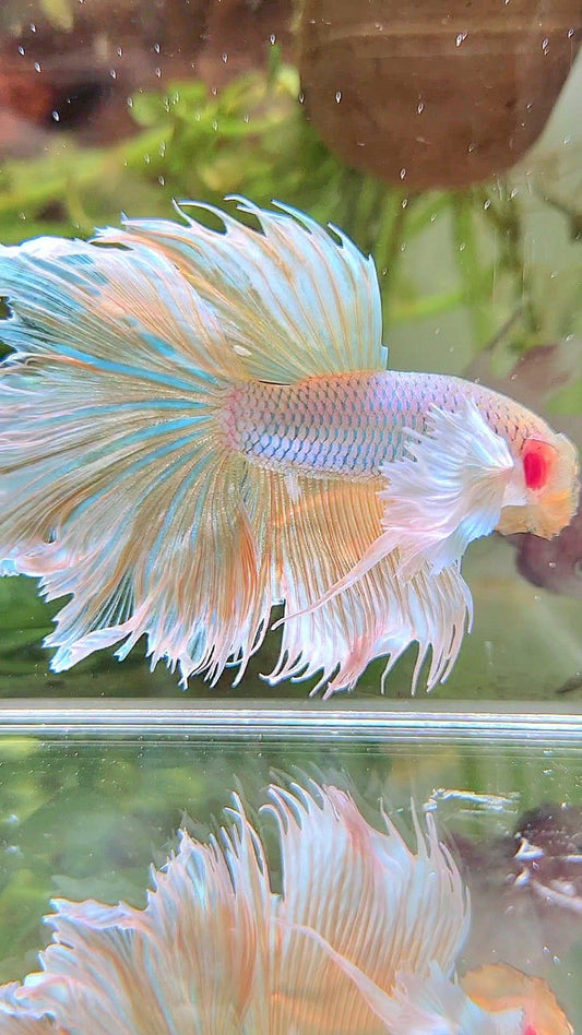 HALFMOON DUMBO EAR ROSETAIL YELLOW PINEAPPLE BETTA FISH