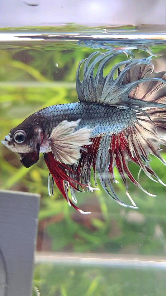 CROWNTAIL DUMBO EAR COPPER RED WASH BETTA FISH
