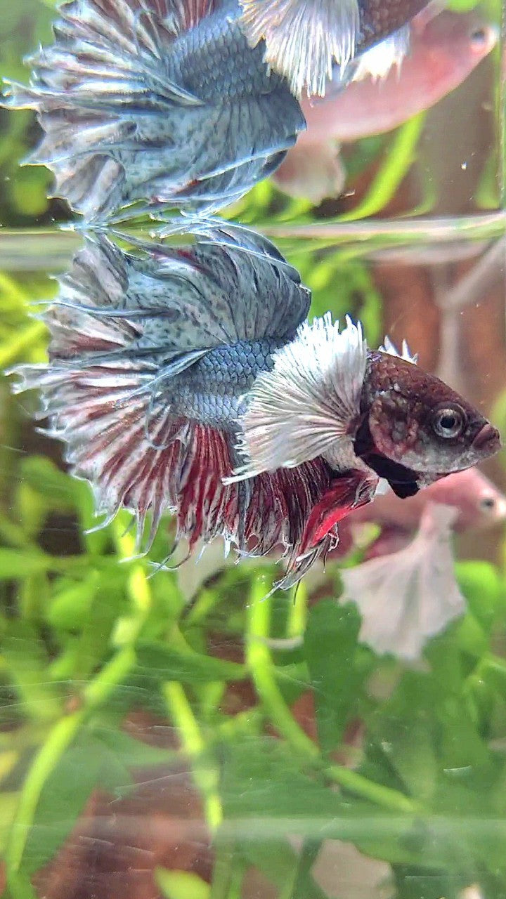 CROWNTAIL DUMBO EAR COPPER BETTA FISH