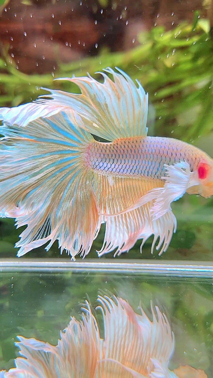 HALFMOON DUMBO EAR ROSETAIL YELLOW PINEAPPLE BETTA FISH