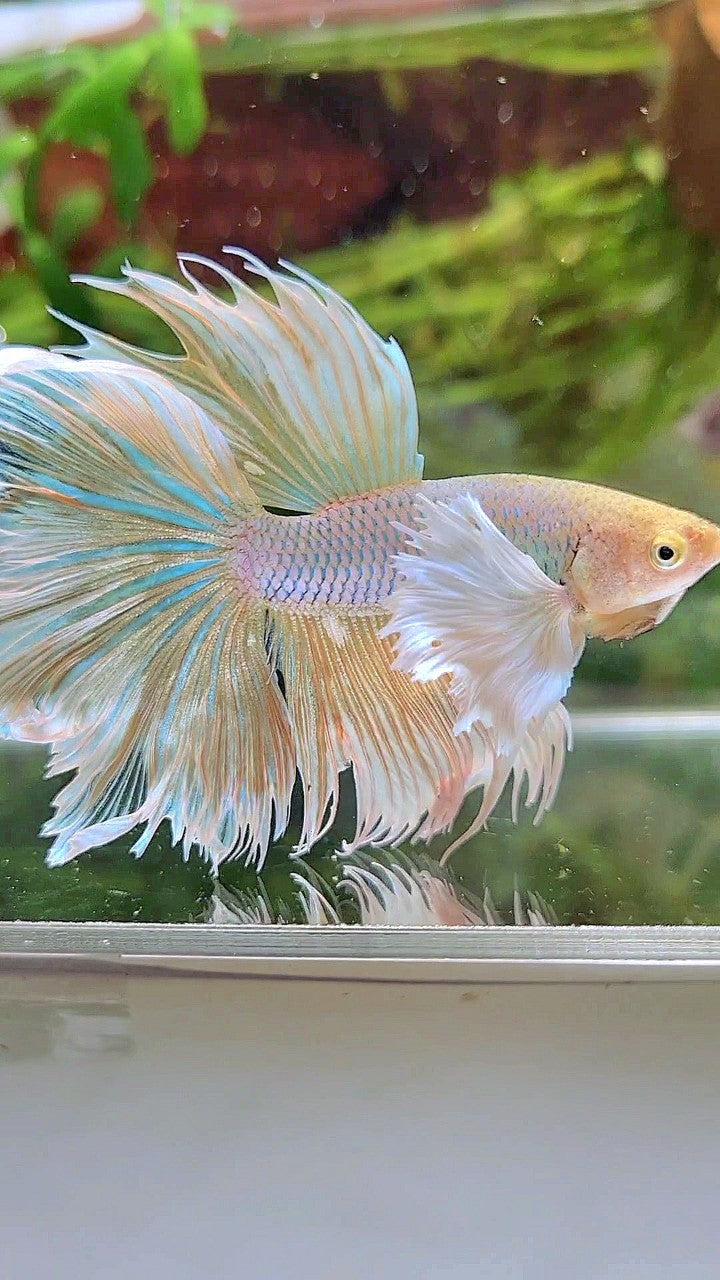 HALFMOON DUMBO EAR ROSETAIL YELLOW PINEAPPLE BETTA FISH