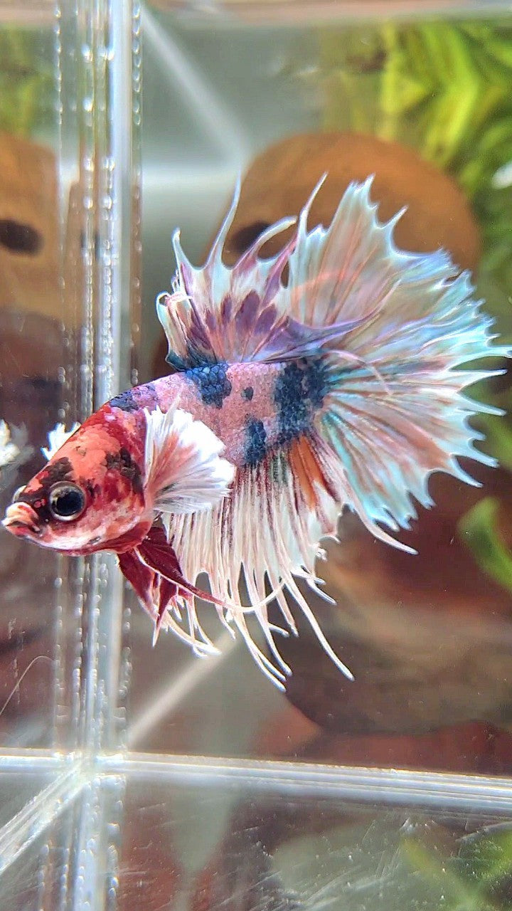 CROWNTAIL DUMBO EAR PINK CANDY MULTICOLOR BETTA FISH