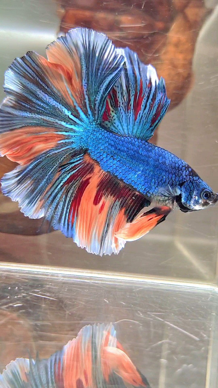 HALFMOON BLUE FANCY NEMO MULTICOLOR BETTA FISH