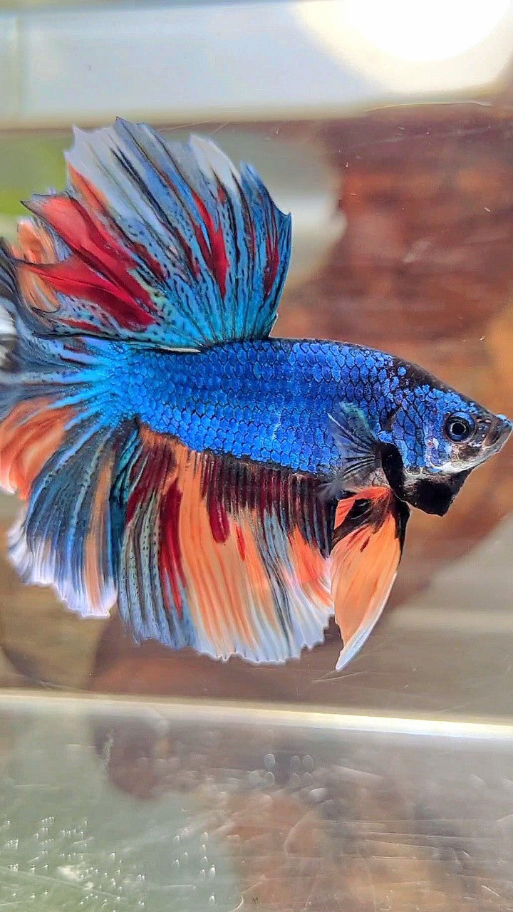 HALFMOON BLUE FANCY NEMO MULTICOLOR BETTA FISH