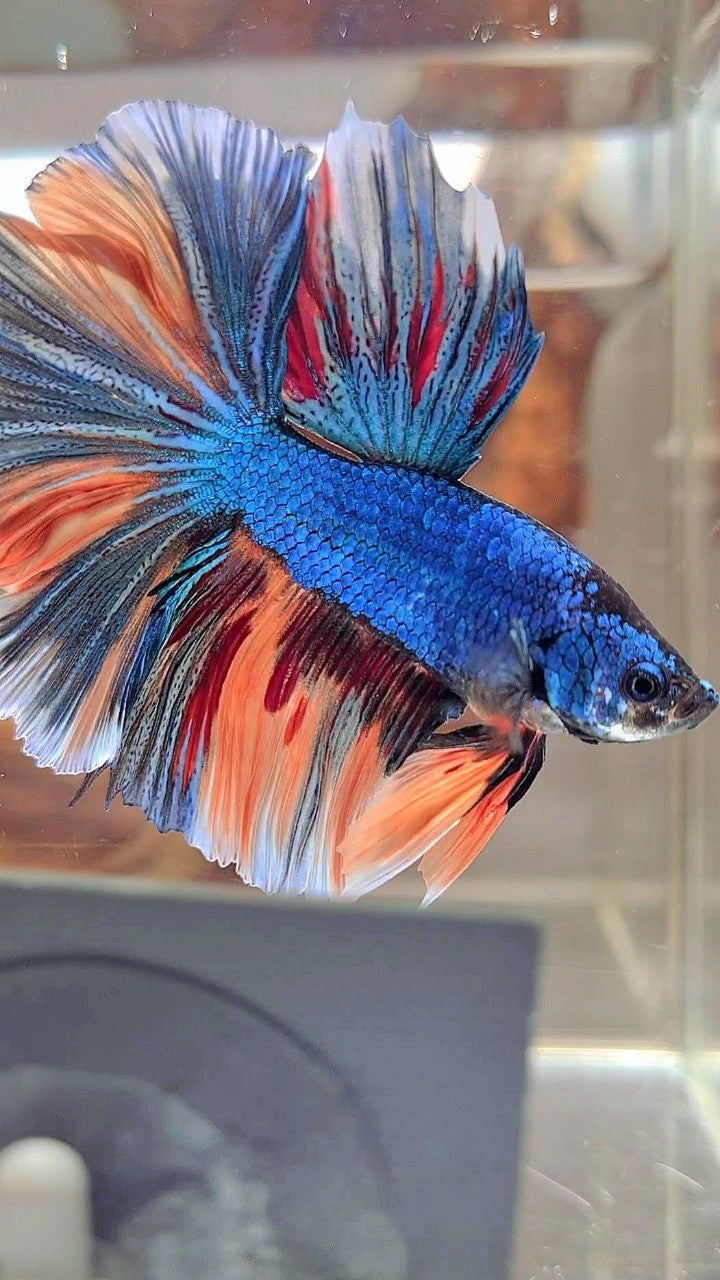 HALFMOON BLUE FANCY NEMO MULTICOLOR BETTA FISH