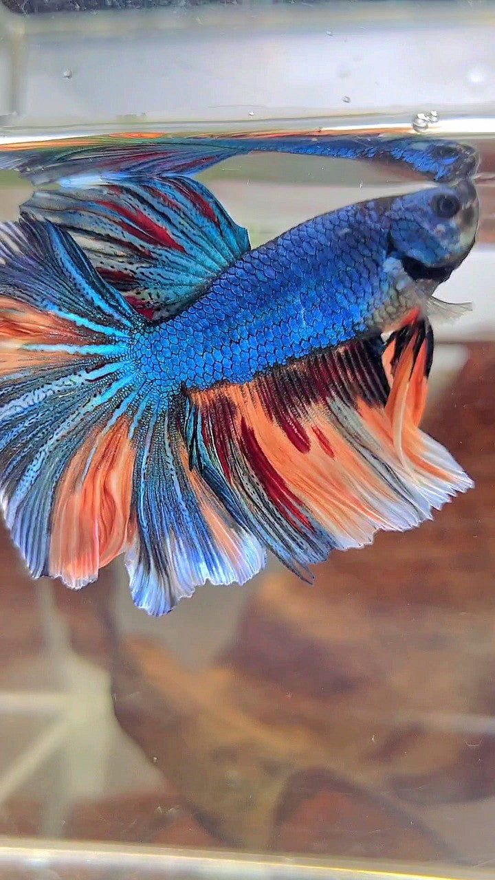 HALFMOON BLUE FANCY NEMO MULTICOLOR BETTA FISH