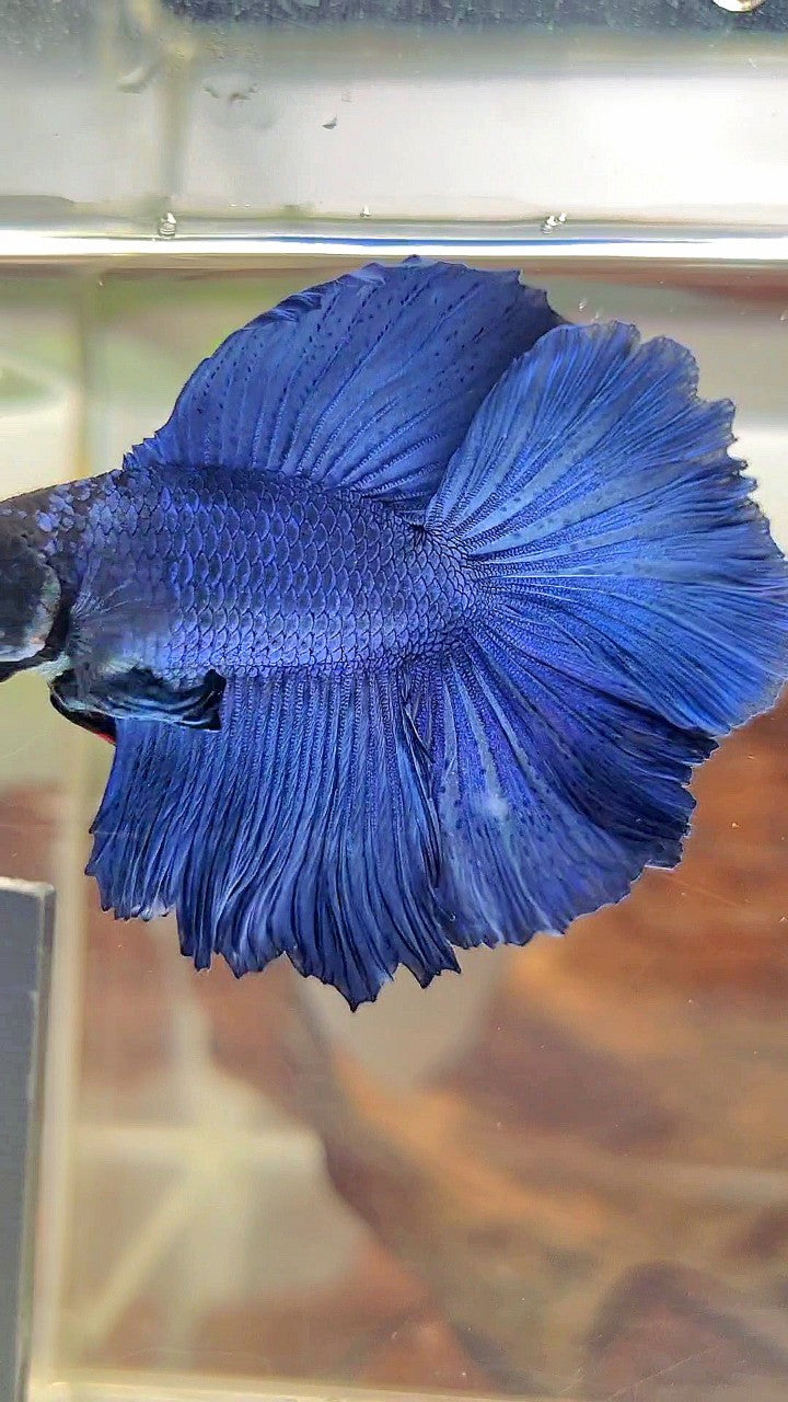 HALFMOON DOUBLE TAIL SUPER BLUE BETTA FISH