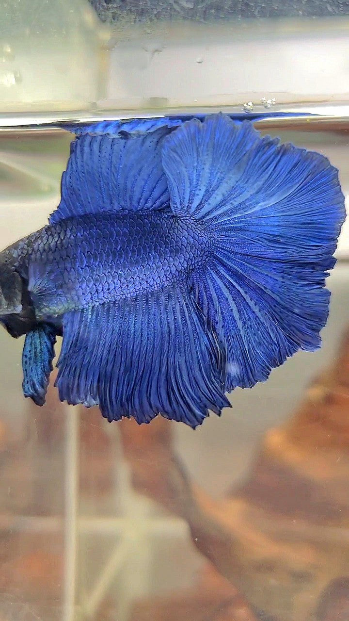 HALFMOON DOUBLE TAIL SUPER BLUE BETTA FISH