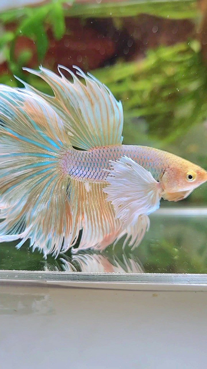 HALFMOON DUMBO EAR ROSETAIL YELLOW PINEAPPLE BETTA FISH