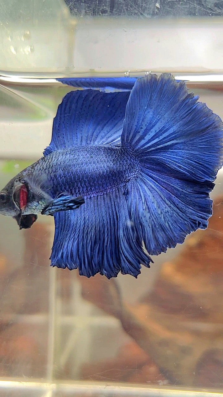 HALFMOON DOUBLE TAIL SUPER BLUE BETTA FISH