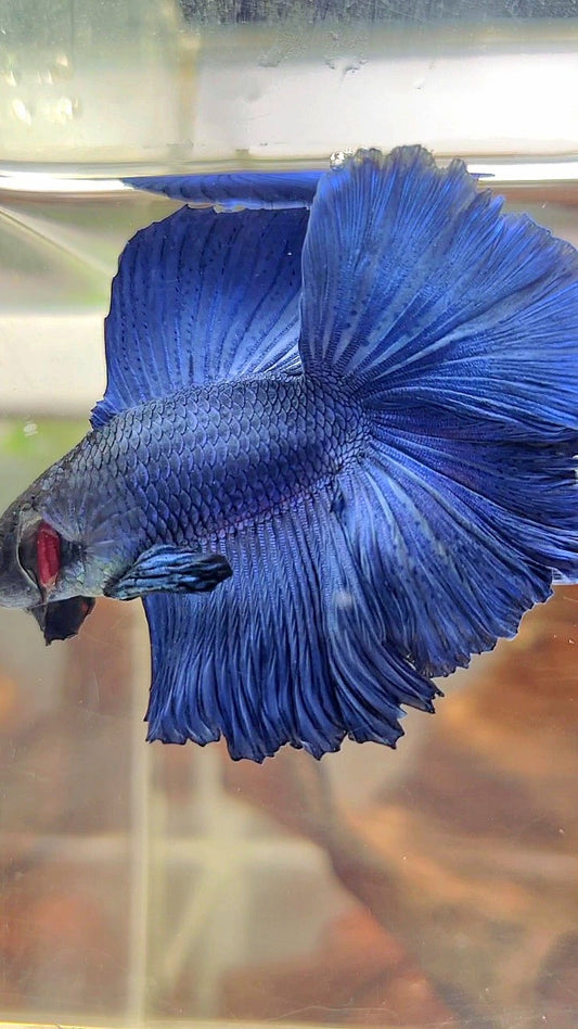 HALFMOON DOUBLE TAIL SUPER BLUE BETTA FISH