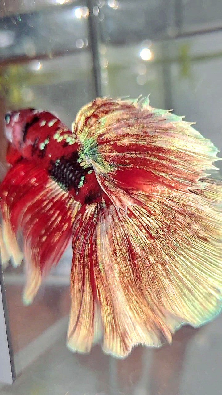 XL HALFMOON OVERTAIL RED GUARDIAN GALAXY BARONGSAI BETTA FISH