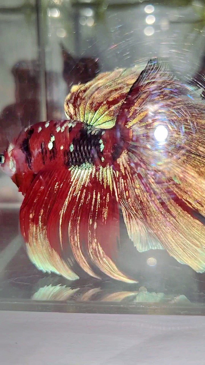 XL HALFMOON OVERTAIL RED GUARDIAN GALAXY BARONGSAI BETTA FISH