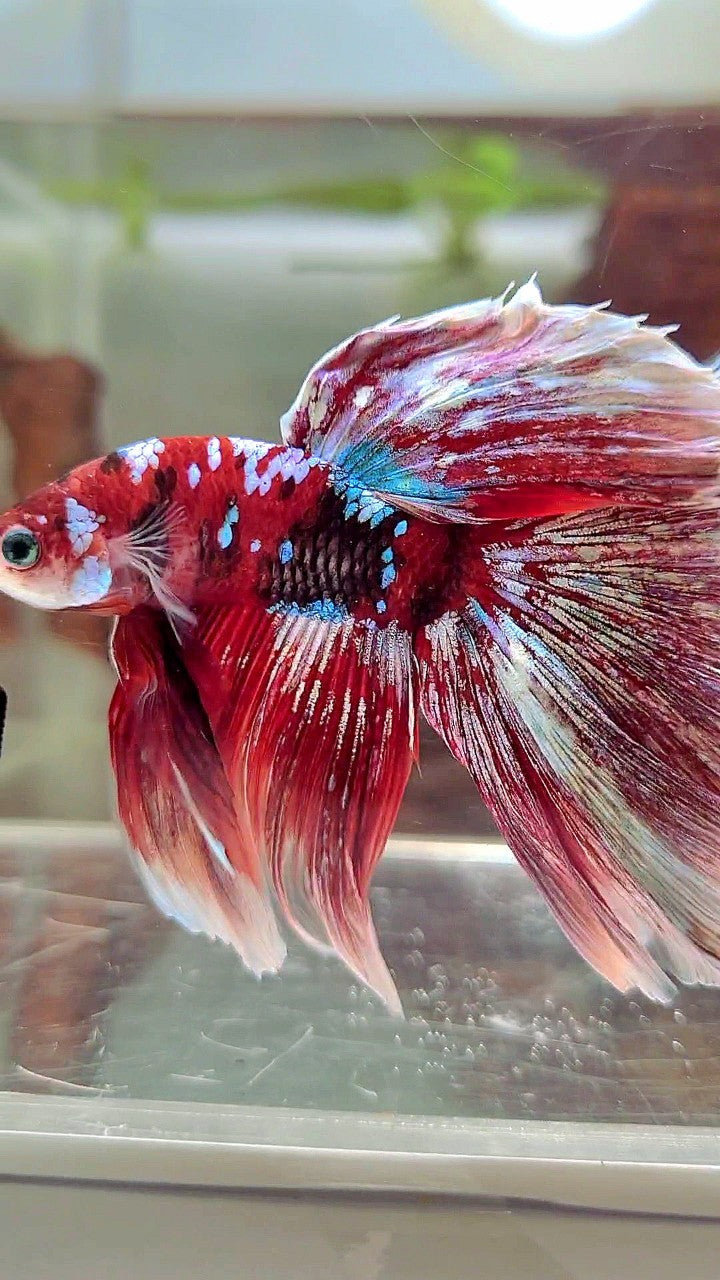 XL HALFMOON OVERTAIL RED GUARDIAN GALAXY BARONGSAI BETTA FISH