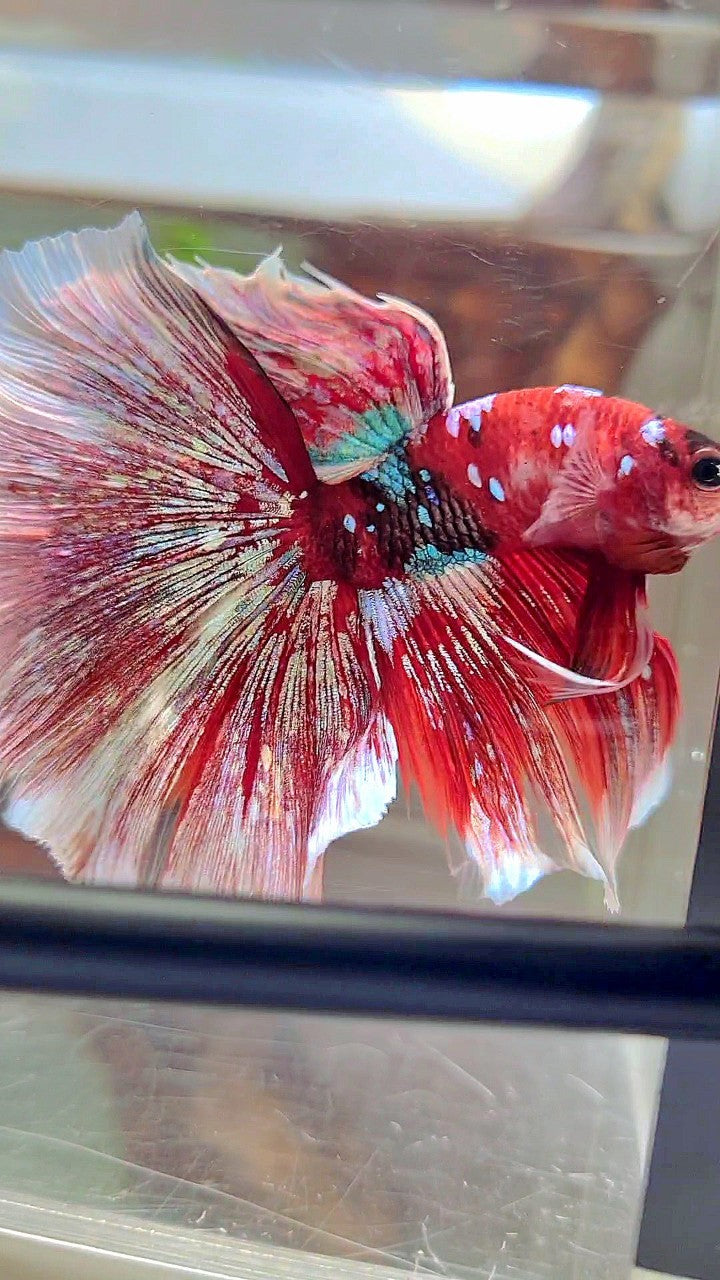 XL HALFMOON OVERTAIL RED GUARDIAN GALAXY BARONGSAI BETTA FISH