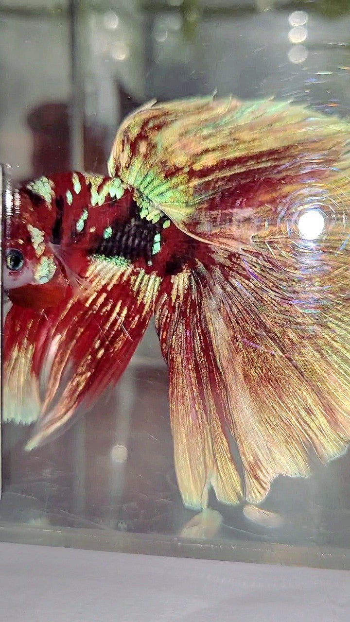 XL HALFMOON OVERTAIL RED GUARDIAN GALAXY BARONGSAI BETTA FISH