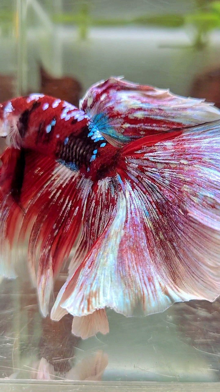 XL HALFMOON OVERTAIL RED GUARDIAN GALAXY BARONGSAI BETTA FISH