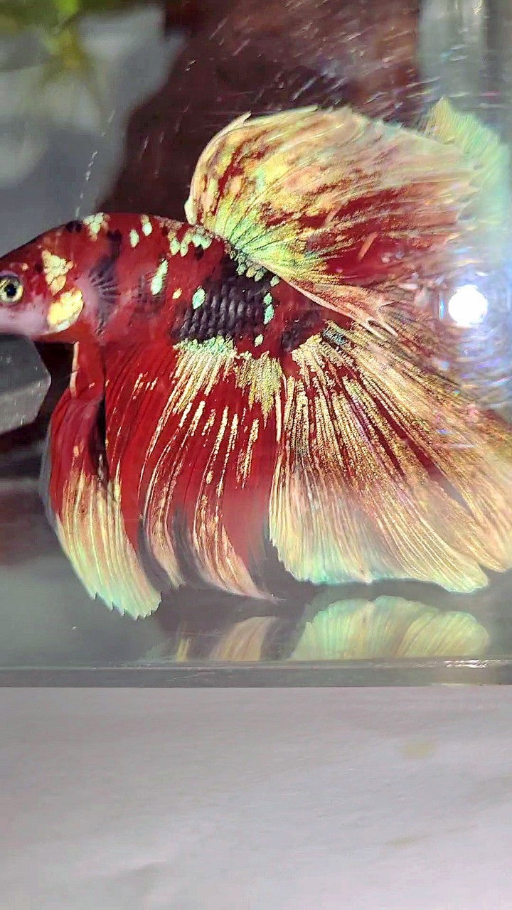 XL HALFMOON OVERTAIL RED GUARDIAN GALAXY BARONGSAI BETTA FISH