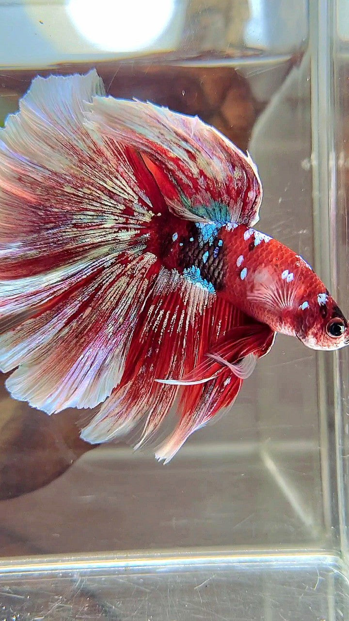 XL HALFMOON OVERTAIL RED GUARDIAN GALAXY BARONGSAI BETTA FISH