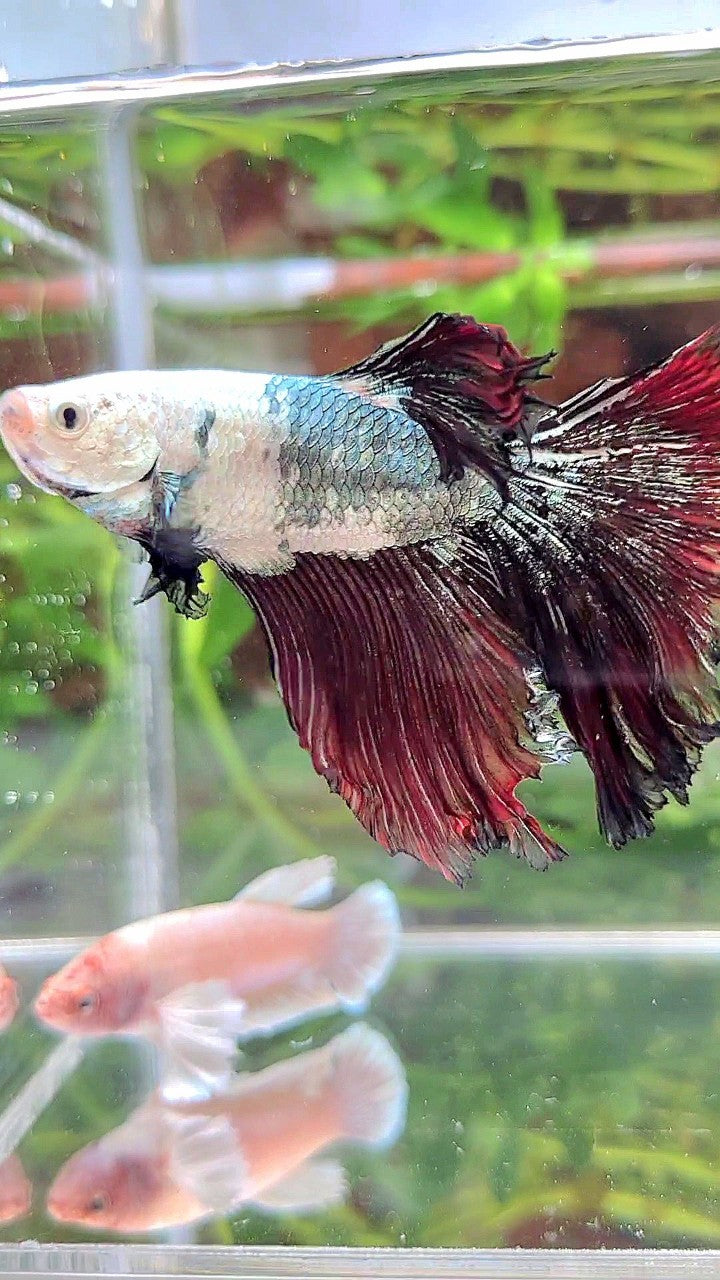 XL HALFMOON WHITE COPPER BLACK FANCY BETTA FISH