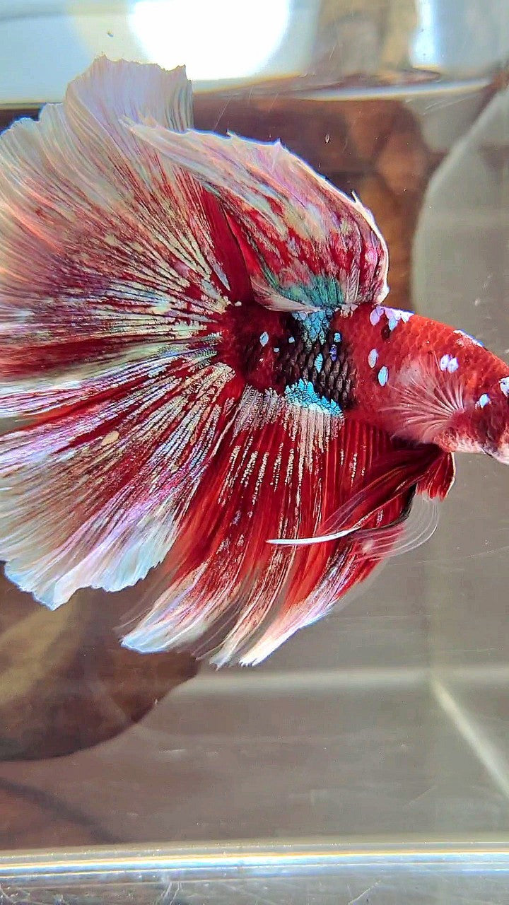 XL HALFMOON OVERTAIL RED GUARDIAN GALAXY BARONGSAI BETTA FISH