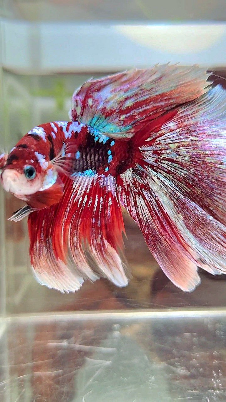 XL HALFMOON OVERTAIL RED GUARDIAN GALAXY BARONGSAI BETTA FISH