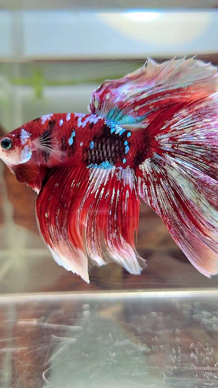 XL HALFMOON OVERTAIL RED GUARDIAN GALAXY BARONGSAI BETTA FISH