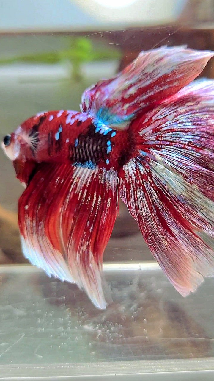 XL HALFMOON OVERTAIL RED GUARDIAN GALAXY BARONGSAI BETTA FISH