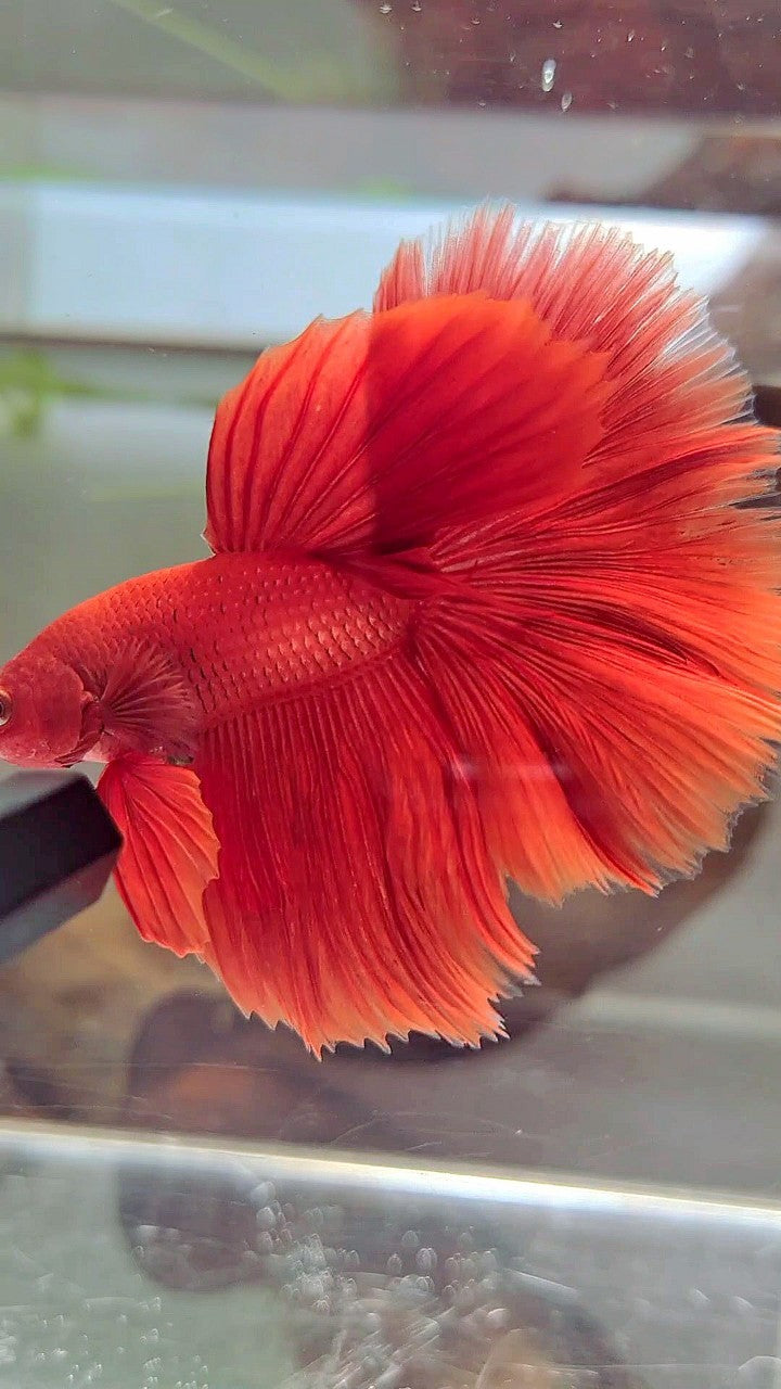 HALFMOON ROSETAIL SUPER RED BETTA FISH