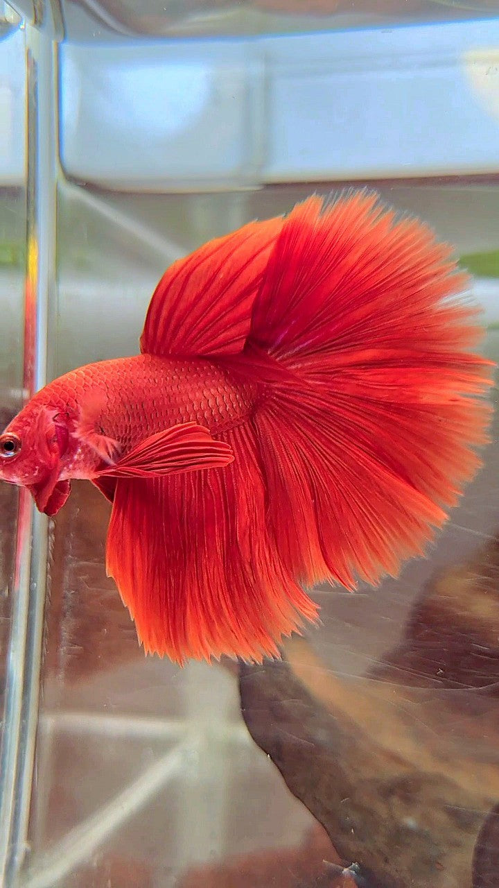 HALFMOON ROSETAIL SUPER RED BETTA FISH