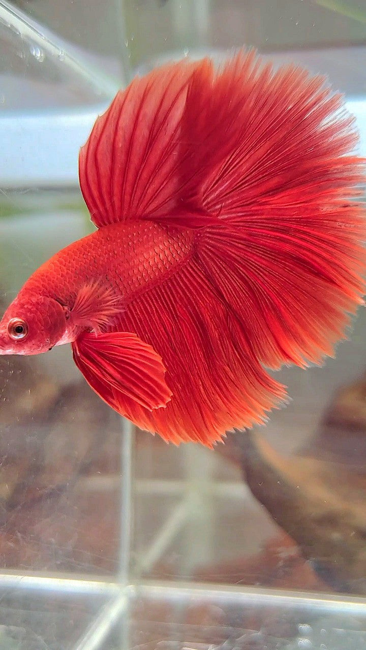 HALFMOON ROSETAIL SUPER RED BETTA FISH