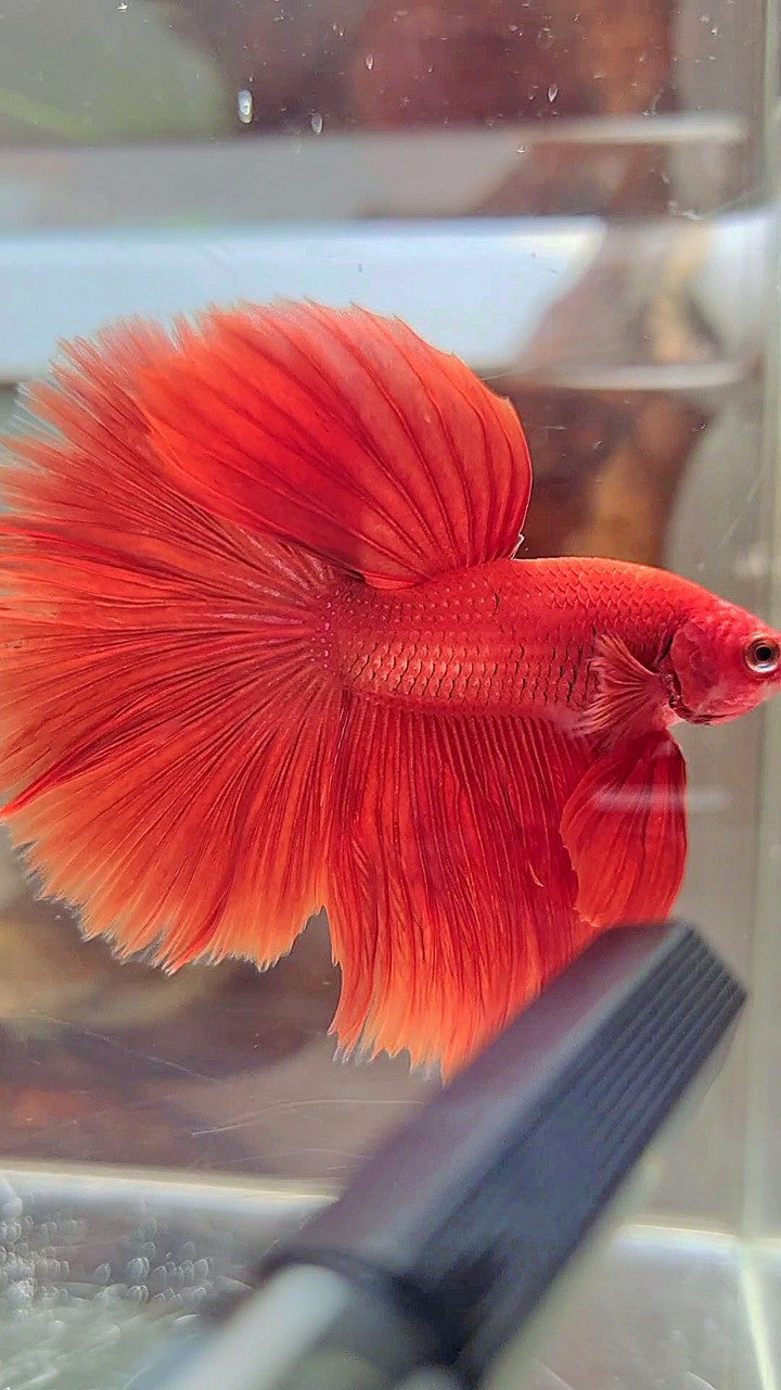 HALFMOON ROSETAIL SUPER RED BETTA FISH