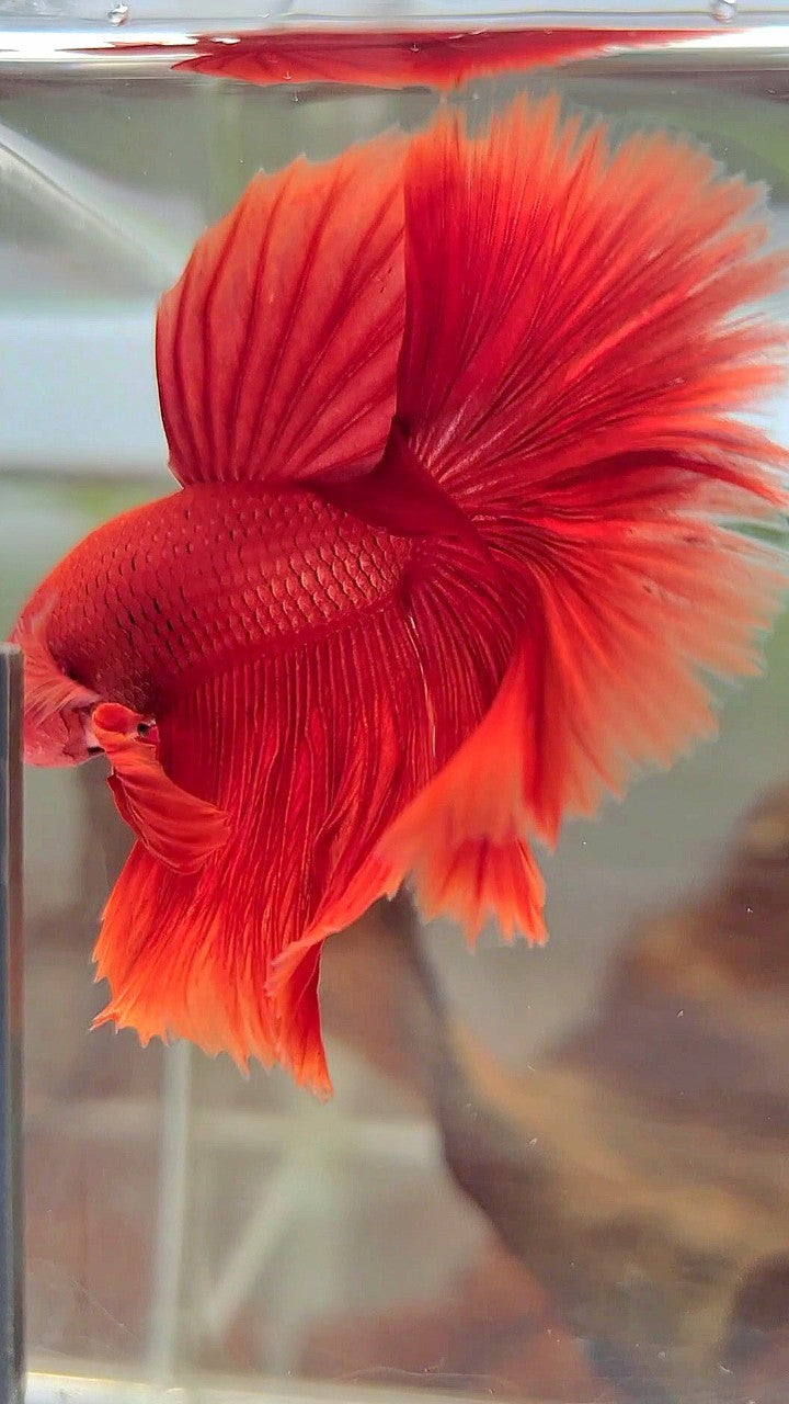 HALFMOON ROSETAIL SUPER RED BETTA FISH