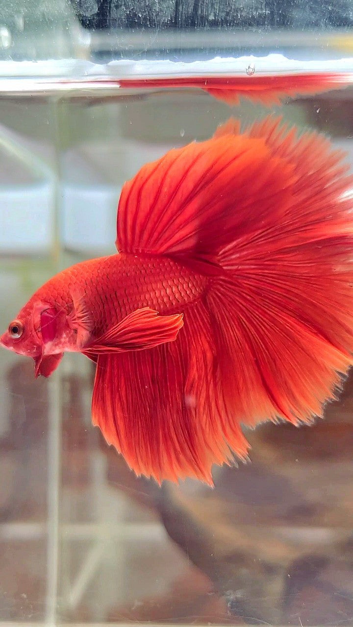 HALFMOON ROSETAIL SUPER RED BETTA FISH