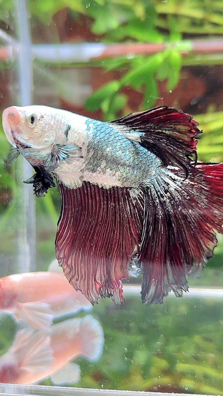 XL HALFMOON WHITE COPPER BLACK FANCY BETTA FISH