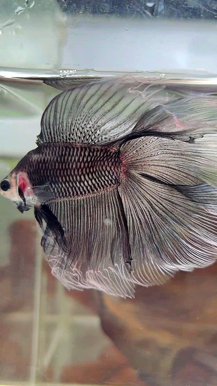 HALFMOON DOUBLE TAIL BLACK BAREFACE BETTA FISH