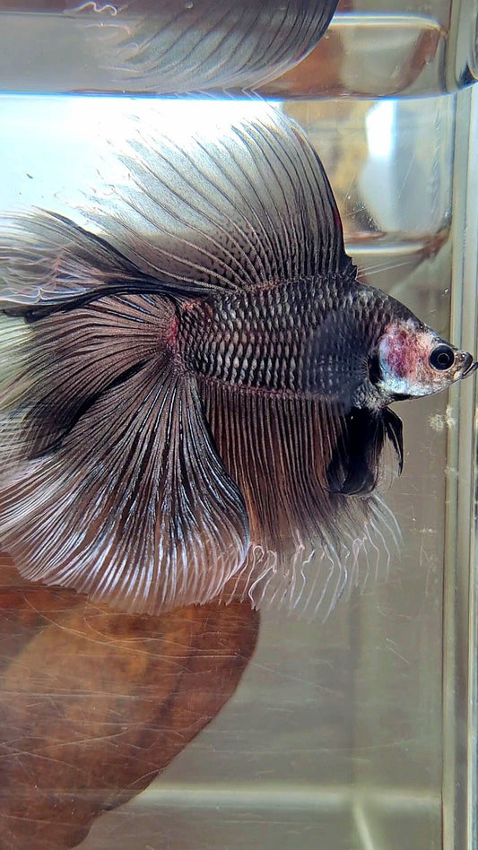 HALFMOON DOUBLE TAIL BLACK BAREFACE BETTA FISH