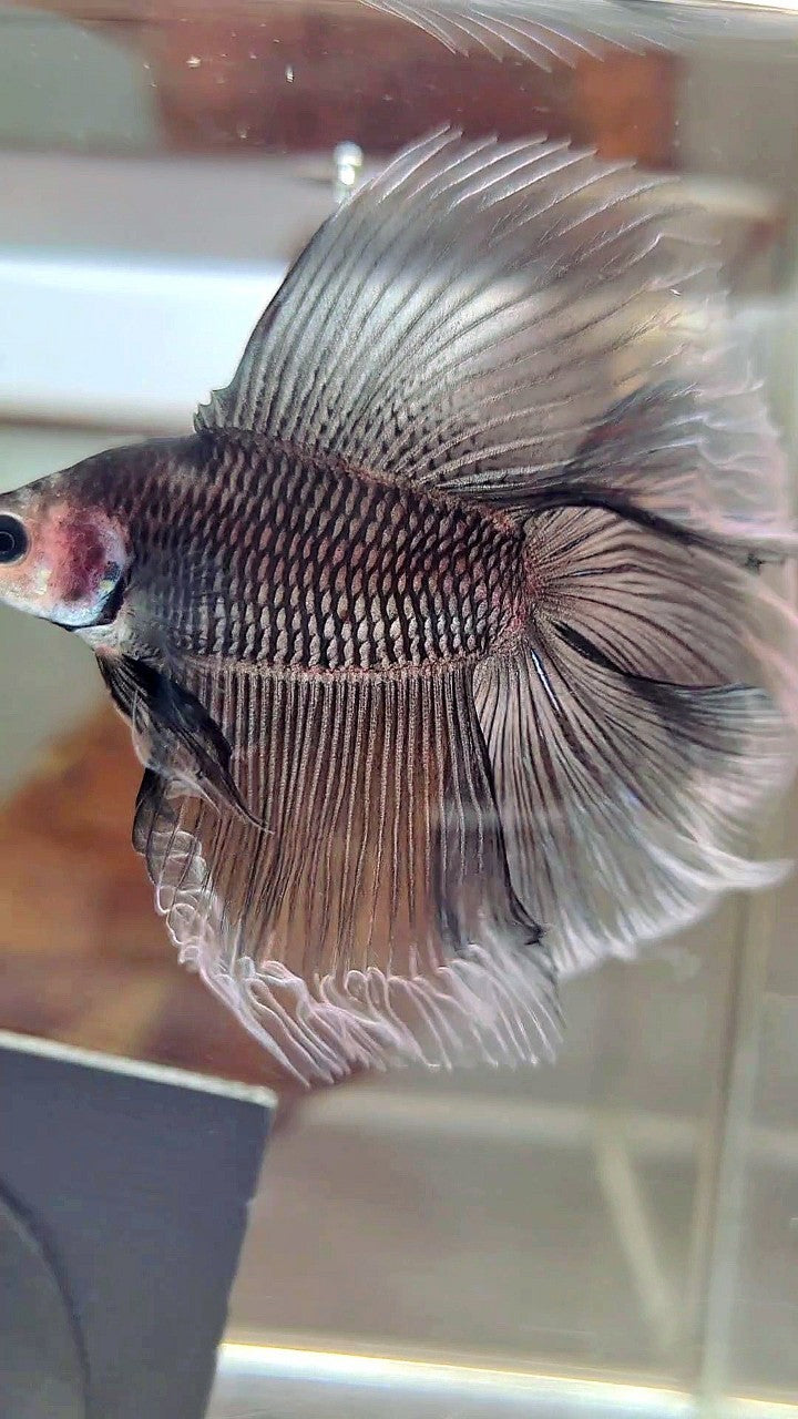 HALFMOON DOUBLE TAIL BLACK BAREFACE BETTA FISH