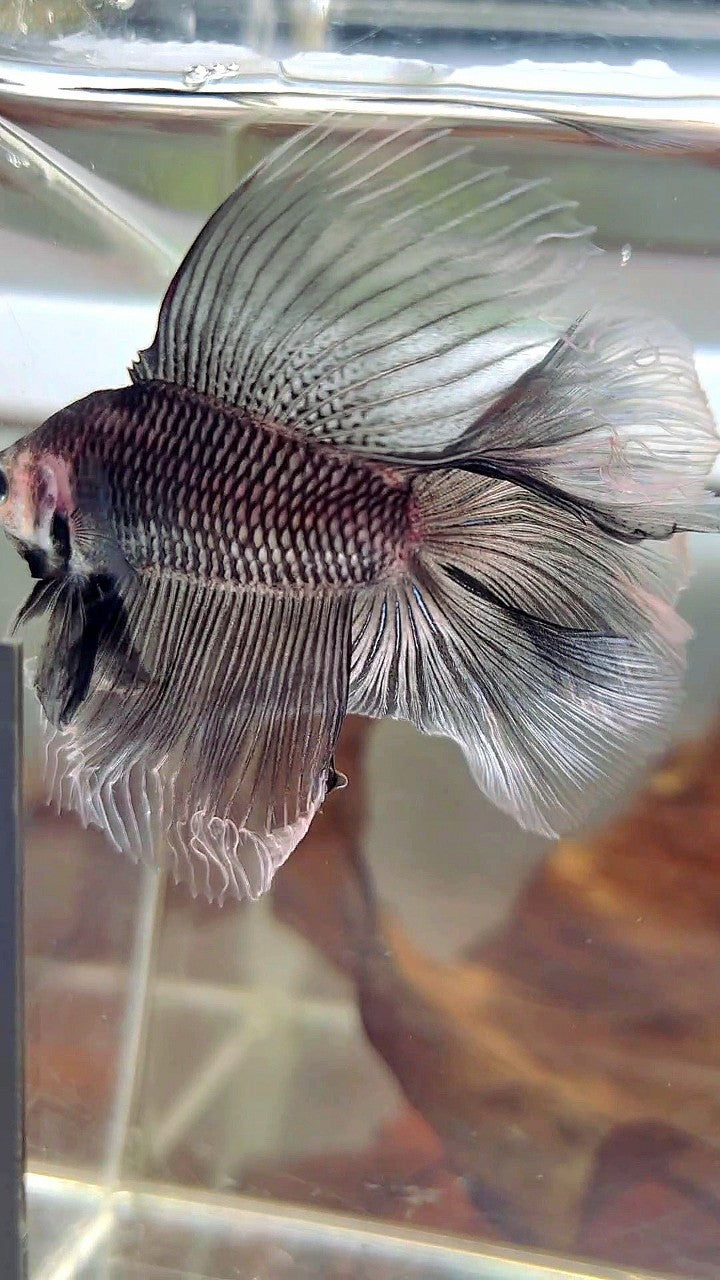 HALFMOON DOUBLE TAIL BLACK BAREFACE BETTA FISH