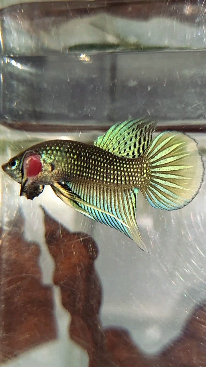 PLAKAT IMBELIS GREEN YELLOW HYBRID WILD BETTA FISH