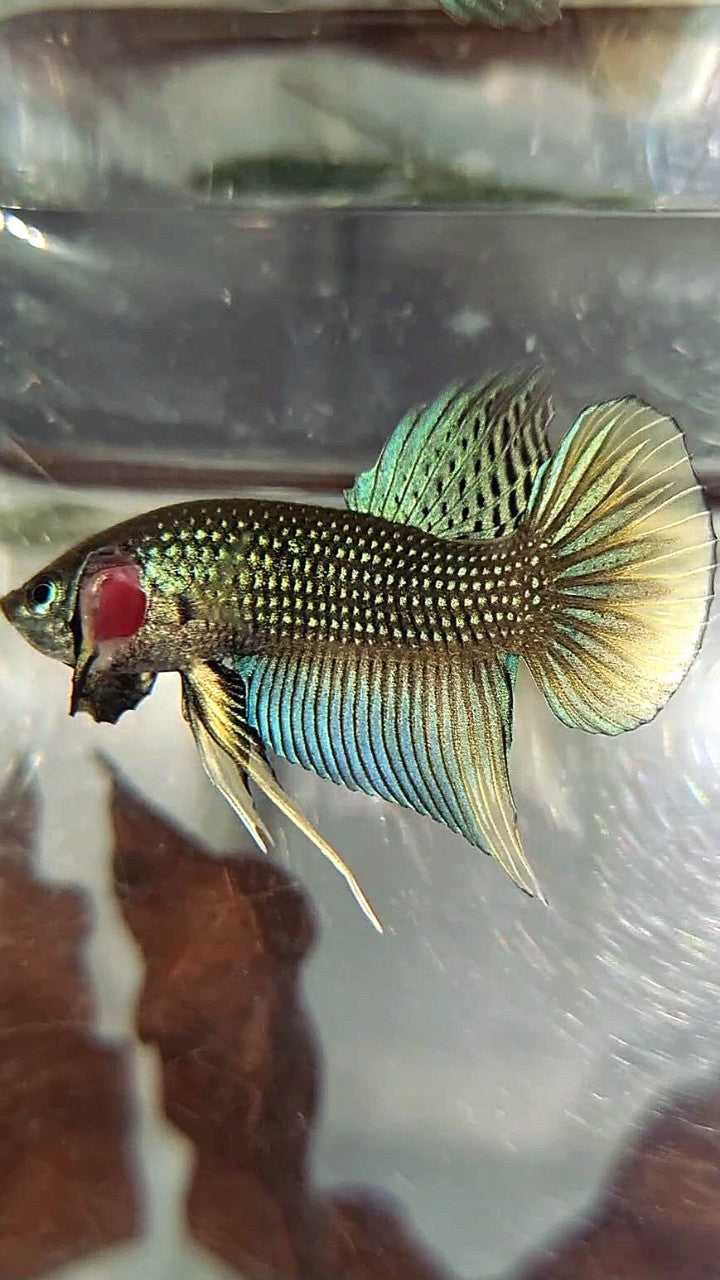 PLAKAT IMBELIS GREEN YELLOW HYBRID WILD BETTA FISH