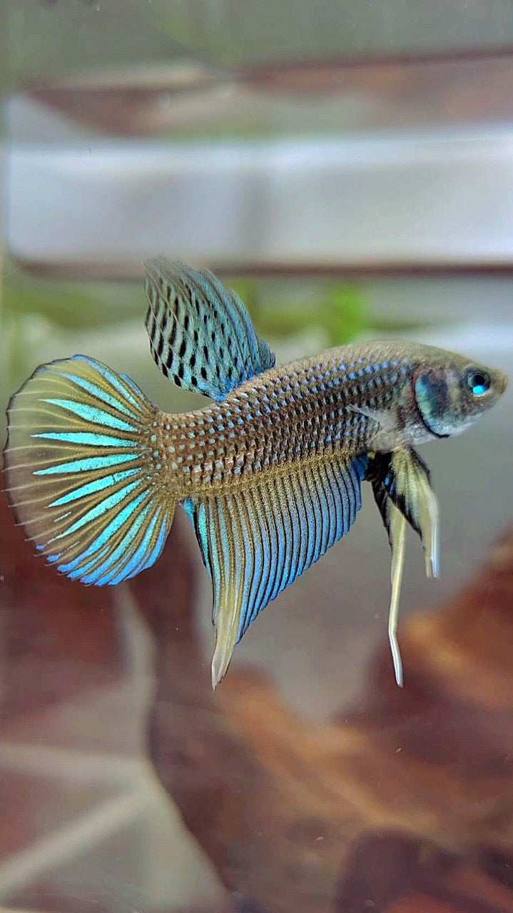 PLAKAT IMBELIS GREEN YELLOW HYBRID WILD BETTA FISH