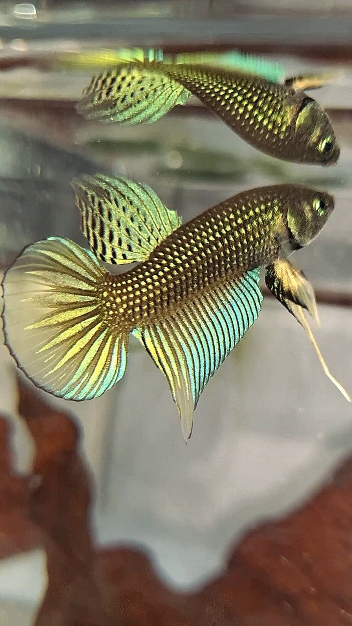 PLAKAT IMBELIS GREEN YELLOW HYBRID WILD BETTA FISH