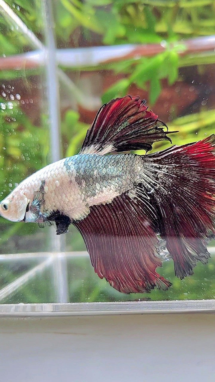 XL HALFMOON WHITE COPPER BLACK FANCY BETTA FISH