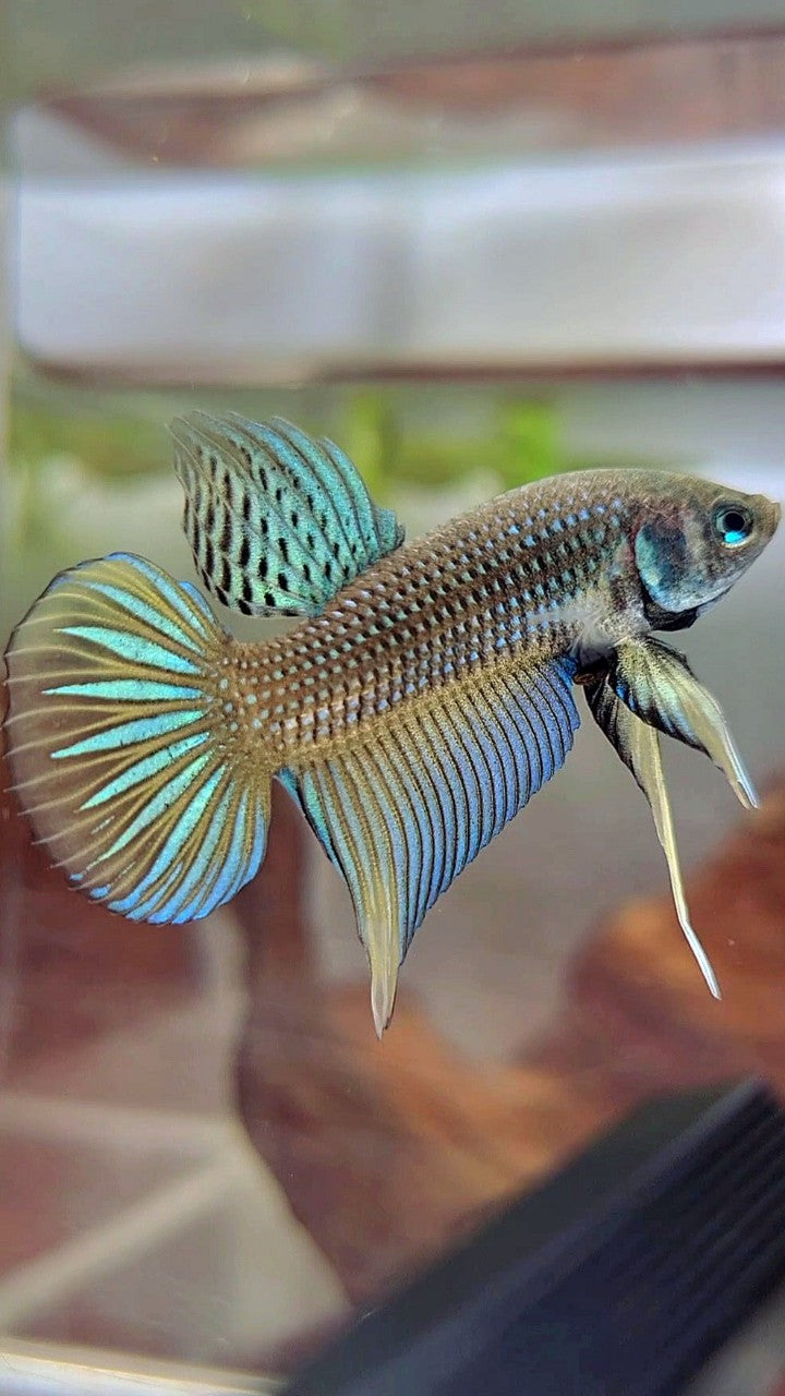 PLAKAT IMBELIS GREEN YELLOW HYBRID WILD BETTA FISH