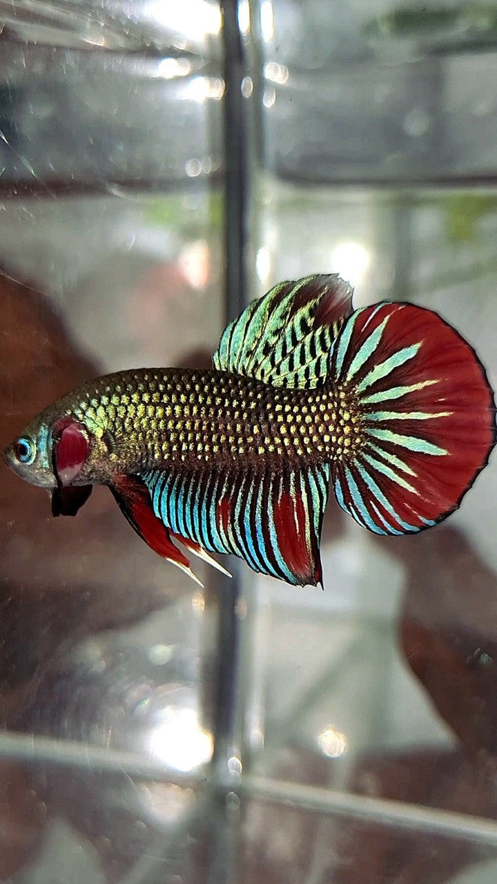 PLAKAT IMBELIS GREEN RED HYBRID WILD BETTA FISH