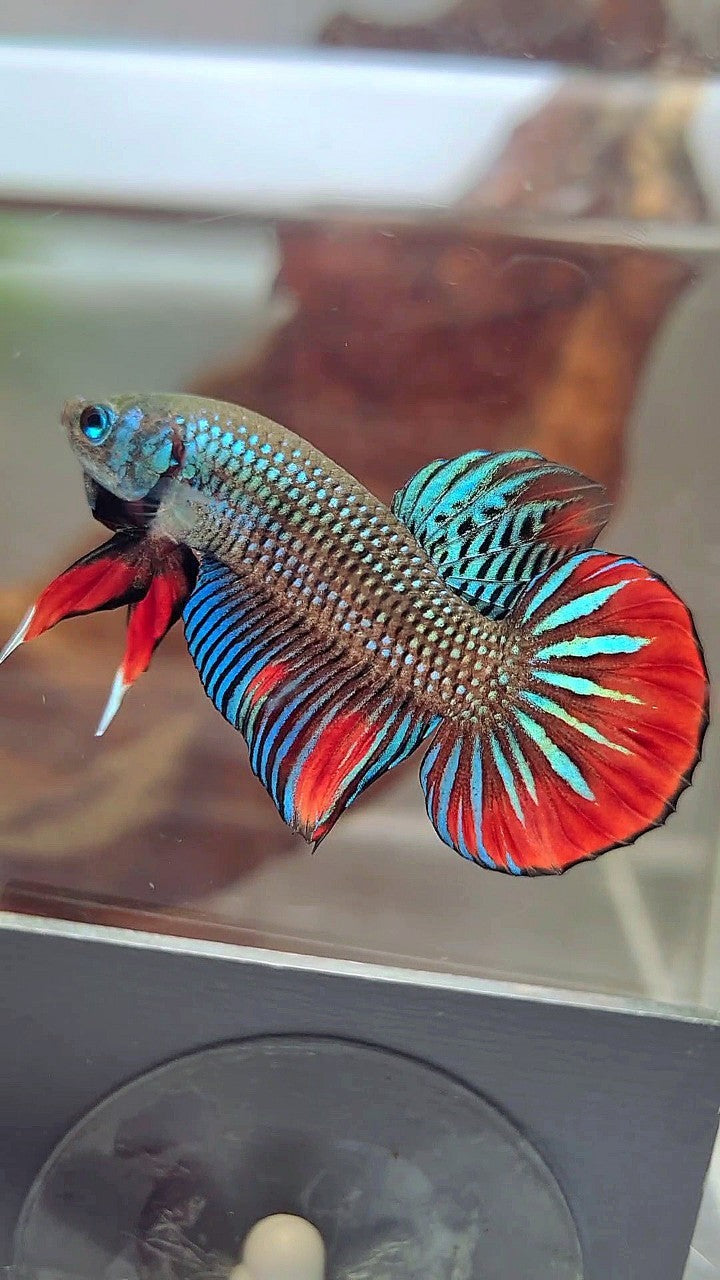 PLAKAT IMBELIS GREEN RED HYBRID WILD BETTA FISH